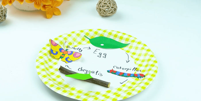 DIY Butterfly Life Cycle