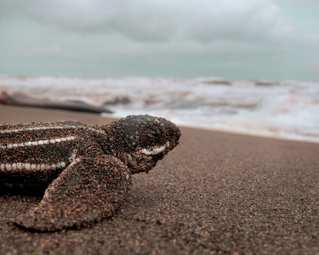 Leatherback baby turtle covered in sand crawling back into the ocean