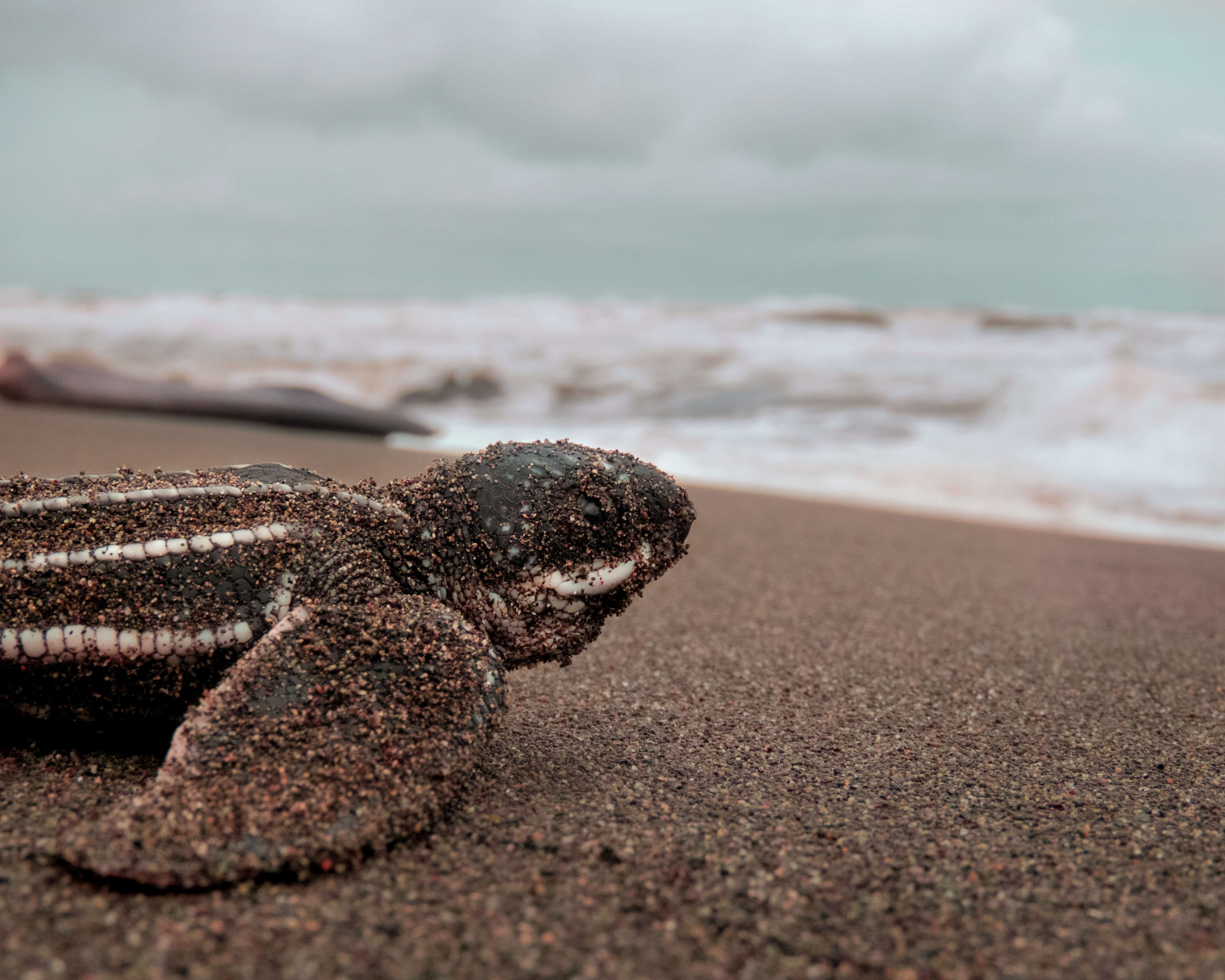 Leatherback baby turtle covered in sand crawling back into the ocean