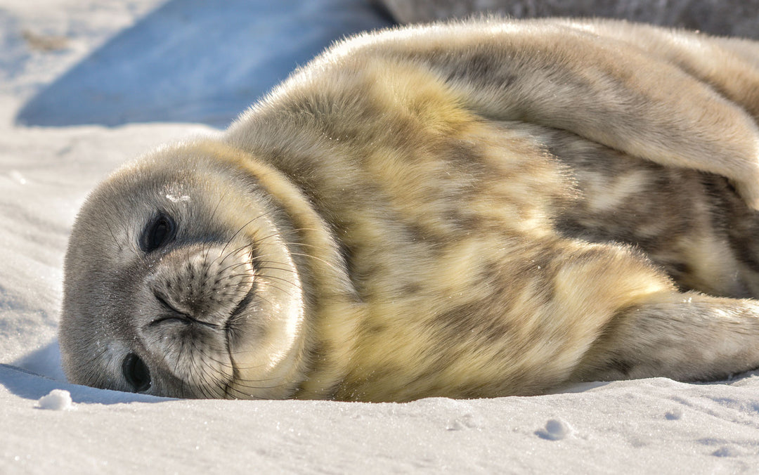 Antarctica Weddell Seal Pup laying in the snow