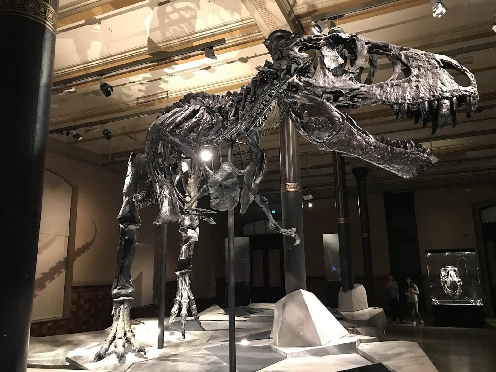 T. Rex - Greatest Predator Ever or Big Scavenger? | Womple Studios