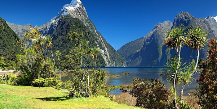 The Unique Beauty of New Zealand
