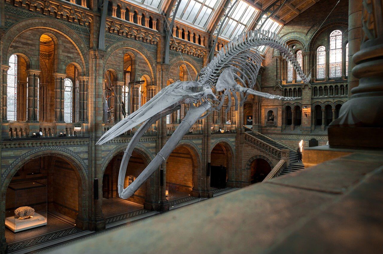 Dinosaur skeleton in the middle of a museum