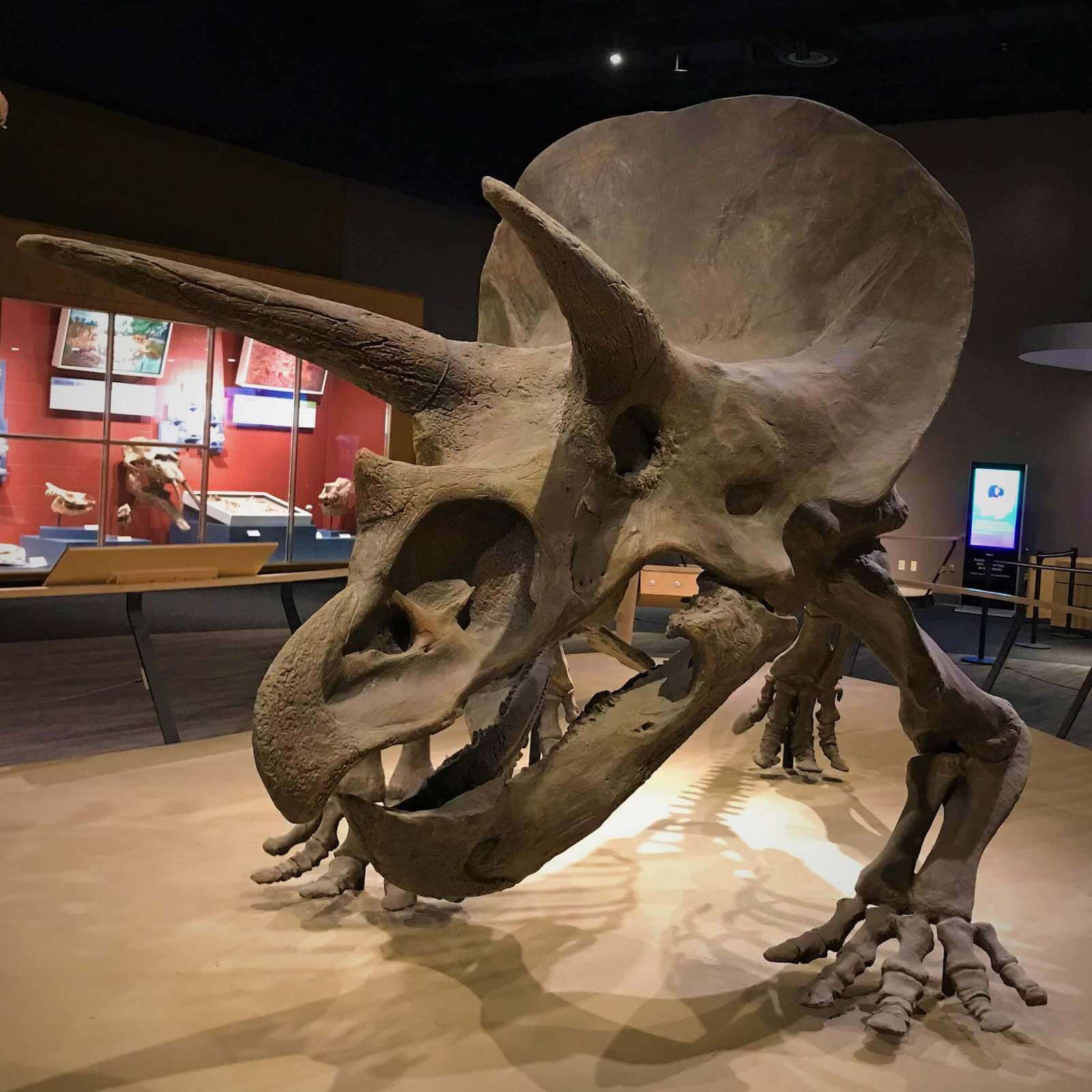 Tricertops fossils displayed in a museum