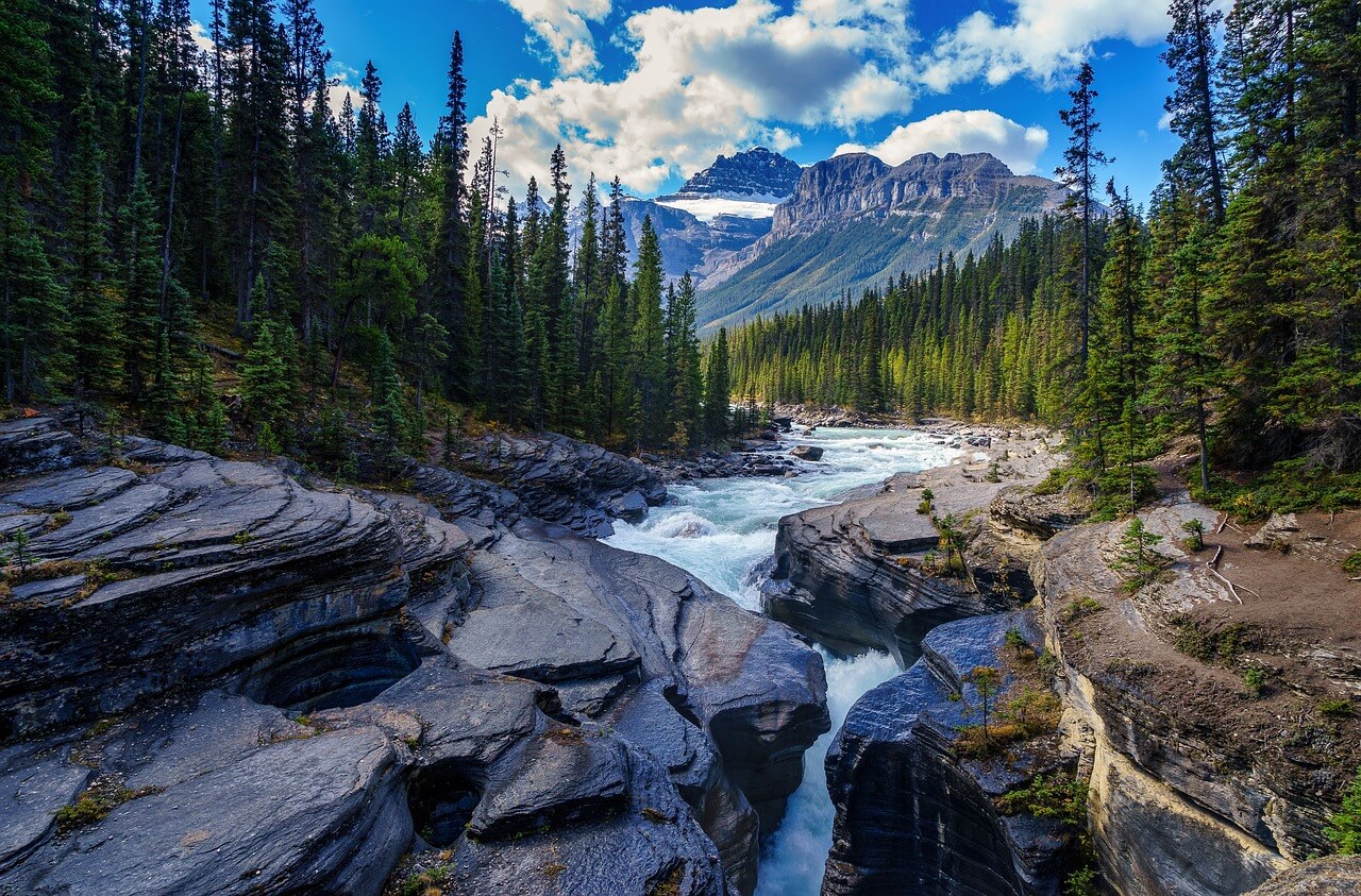 National park stream along the tree line with mountain in the background