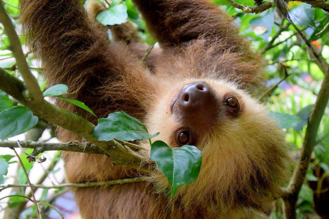 Sloth hanging from a tree in rainforest