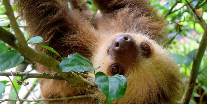 15 Animals that Live in the Rainforest
