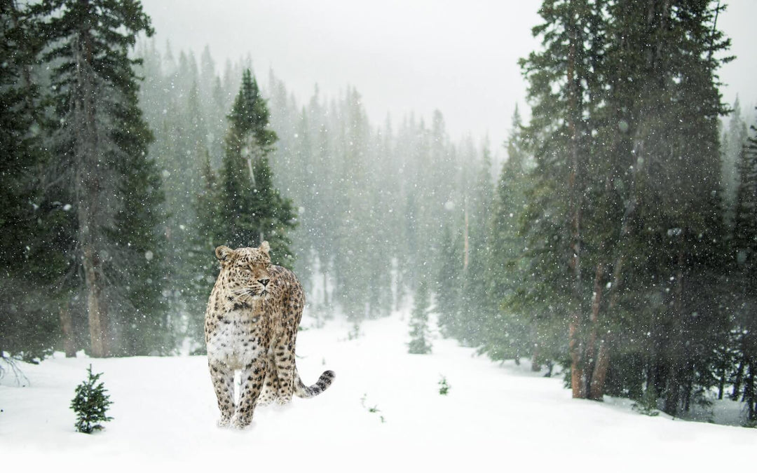 Snow leopard is one of the Animals in cold weather 