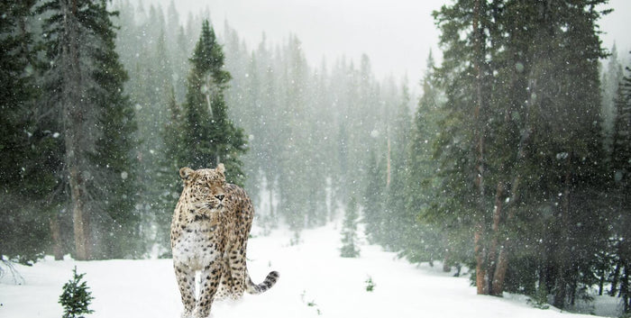 10 Animals that LOVE the Cold