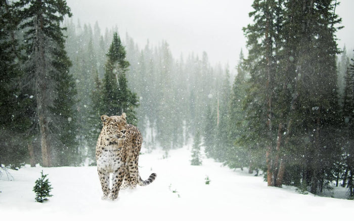 10 Animals that LOVE the Cold