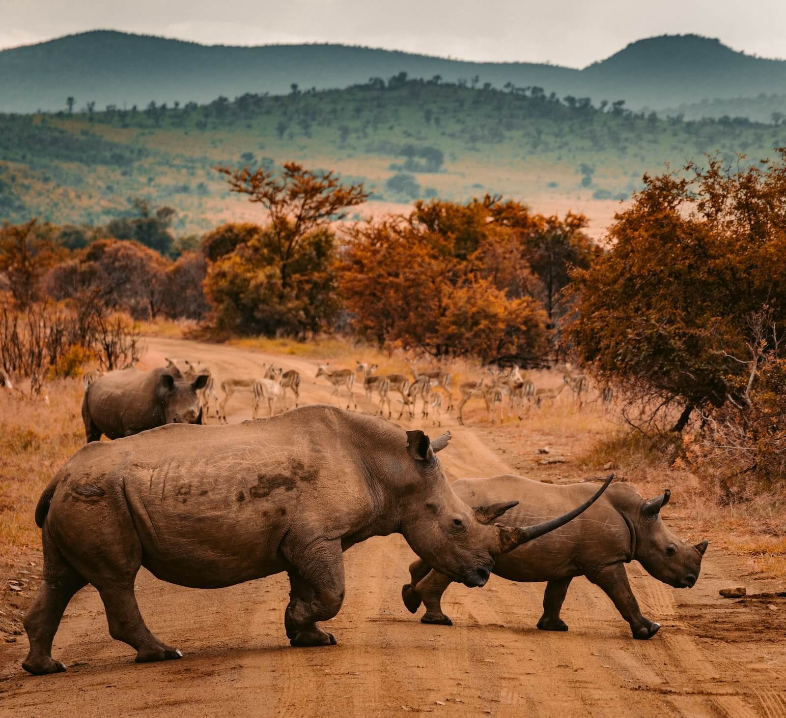 Rhinos in South Africa walking across the dirt road