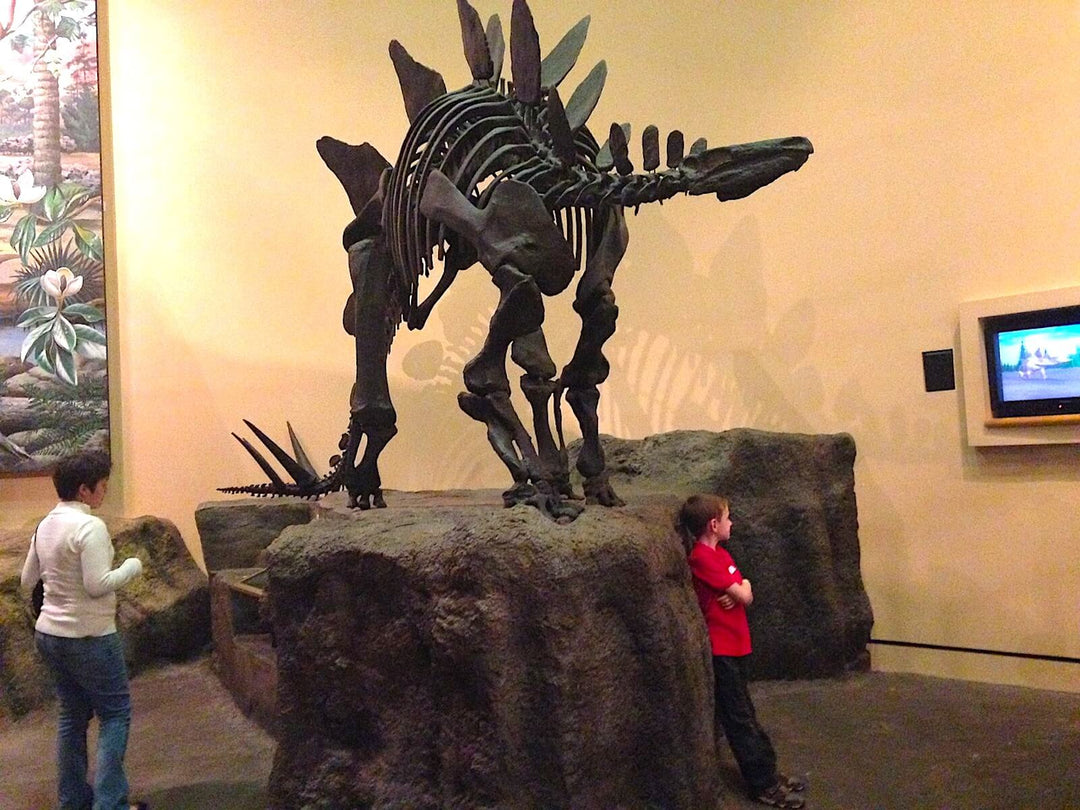 two kids looking at the Steogsaurus fossil in a mueseum