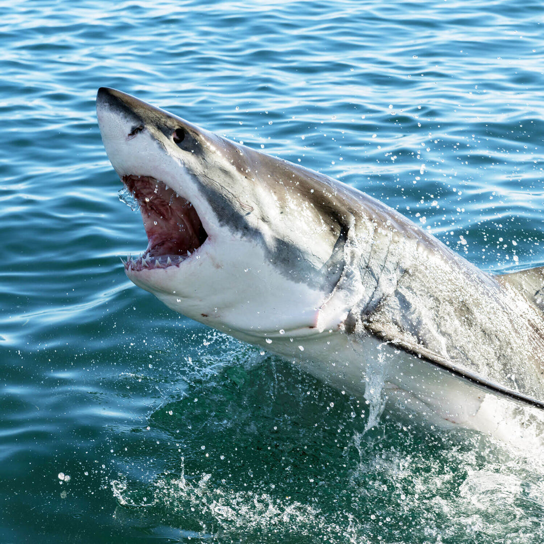 Great white shark jumping out of water