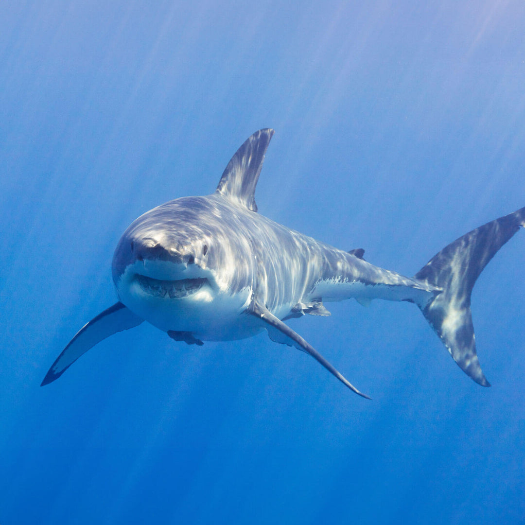 Great white shark in shallow water