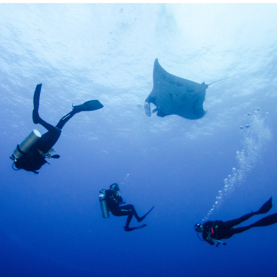 Three scuba divers swimming near a manta ray underwater.