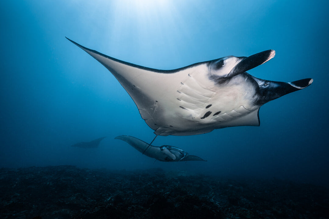 Manta ray swimming in clear blue water with sunlight filtering through.