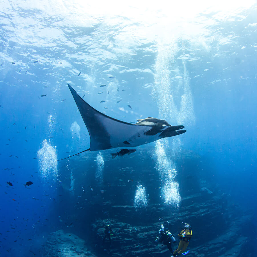 Manta ray swimming in clear blue water with divers below