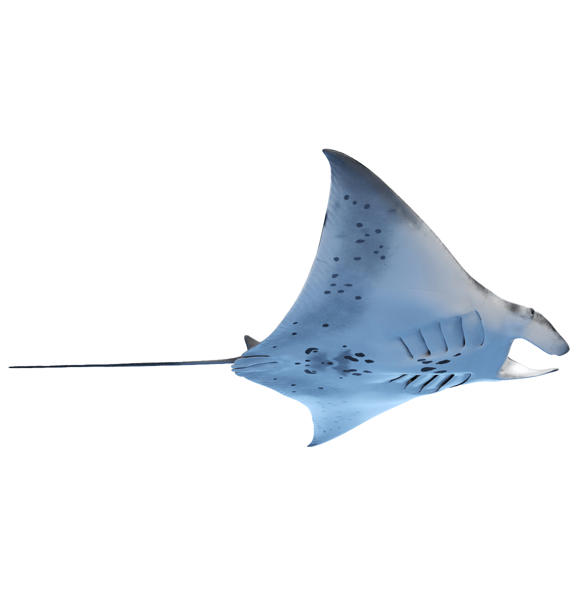 Manta ray on a transparent background