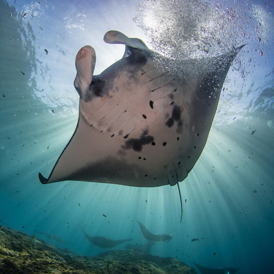 Manta ray swimming in clear blue water with sunlight filtering through