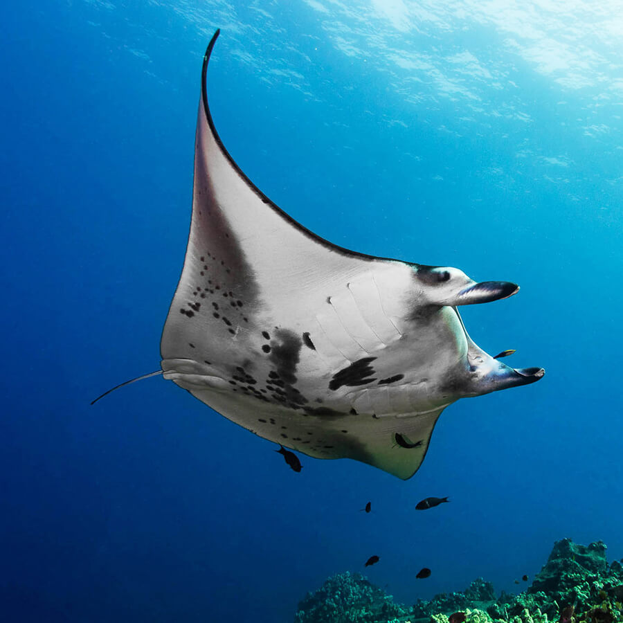 Manta ray swimming in clear blue water with a coral reef in the background