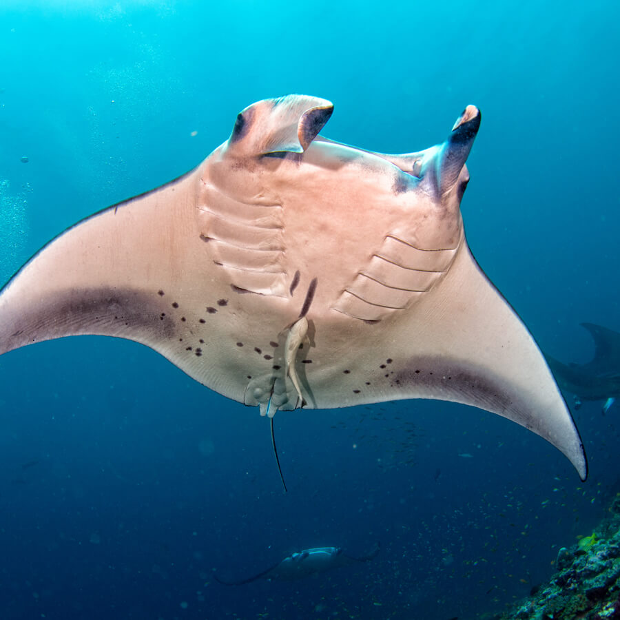 Manta ray swimming in clear blue water with sucker fish attached on bottom
