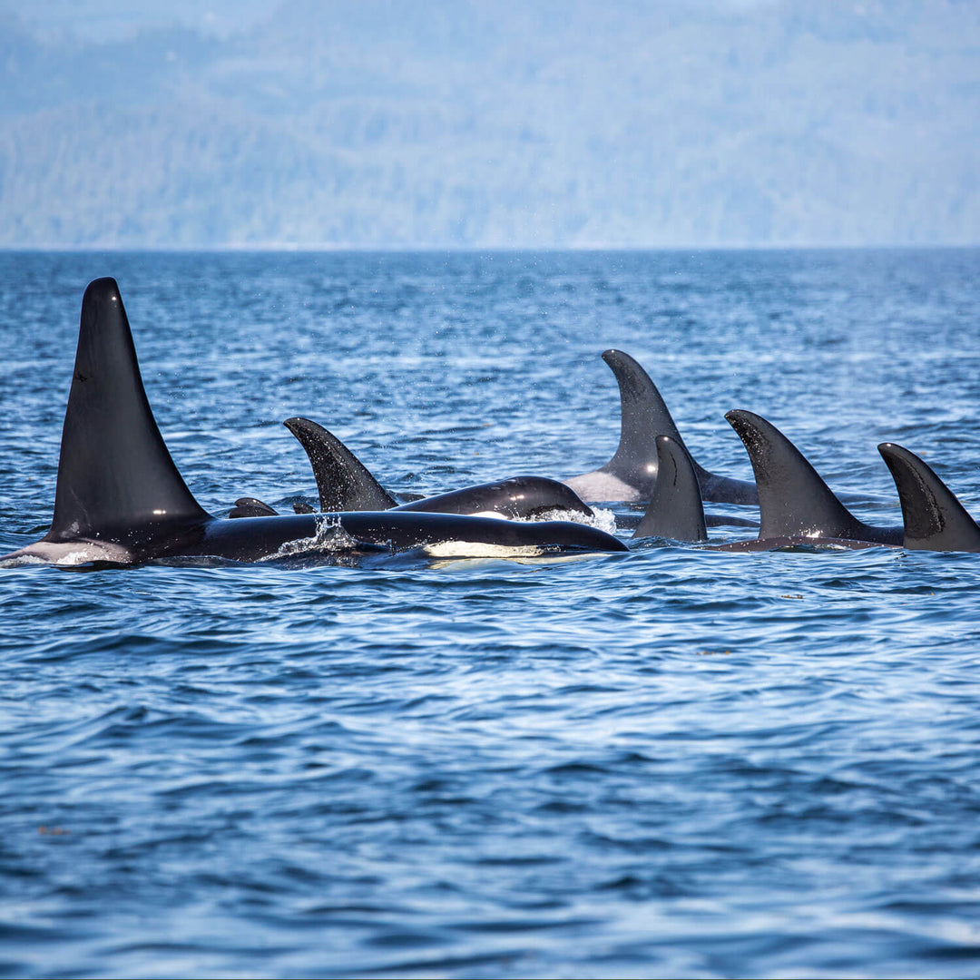 Group of orcas swimming in the ocean with a clear blue sky.