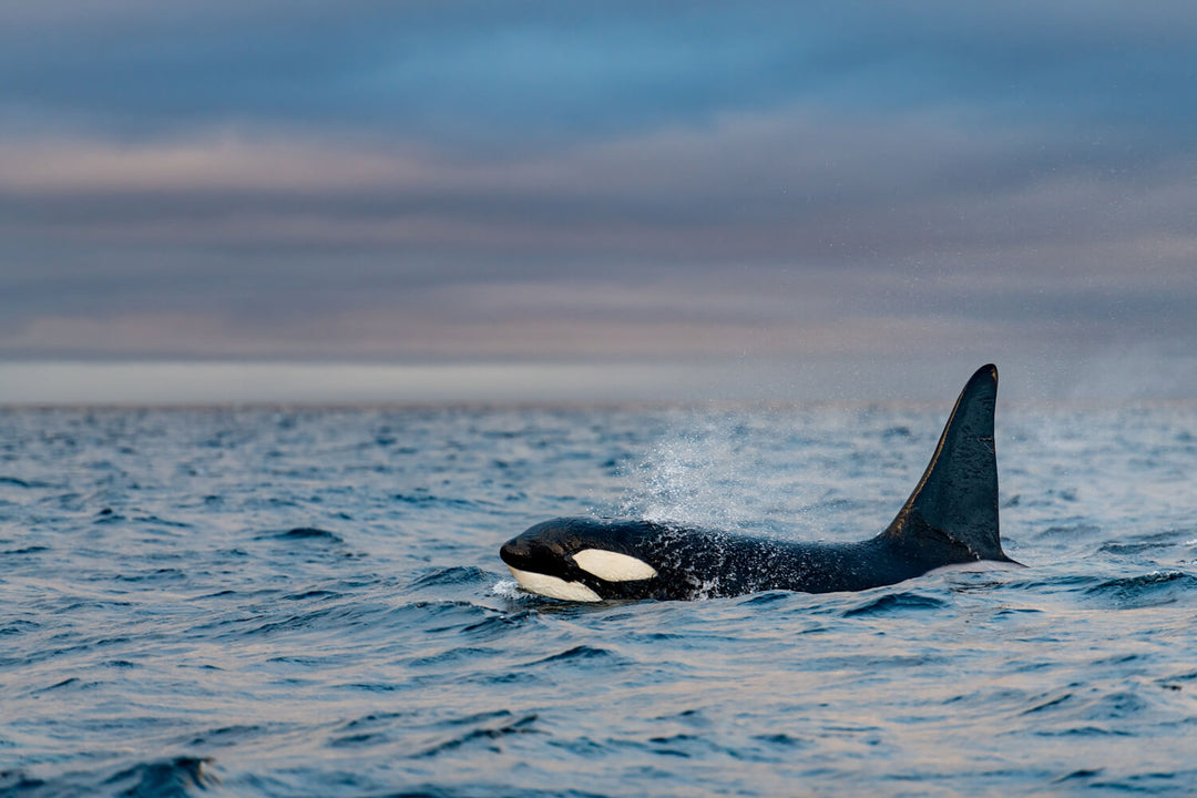 Orca whale swimming in the ocean with a cloudy sky in the background