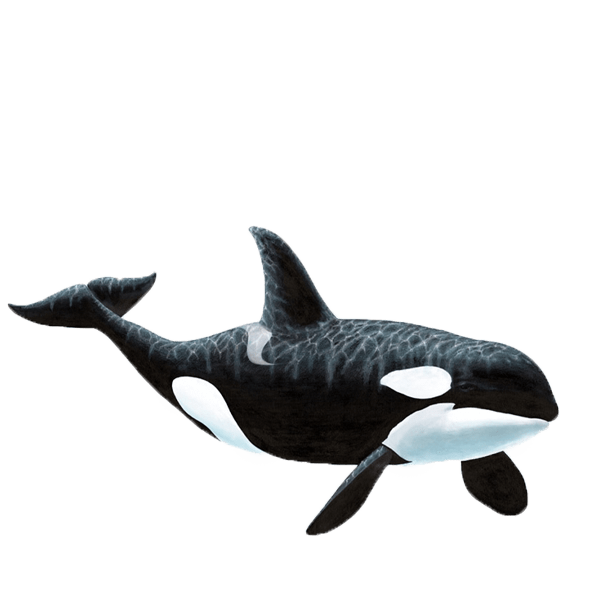 Orca whale illustration on a transparent background