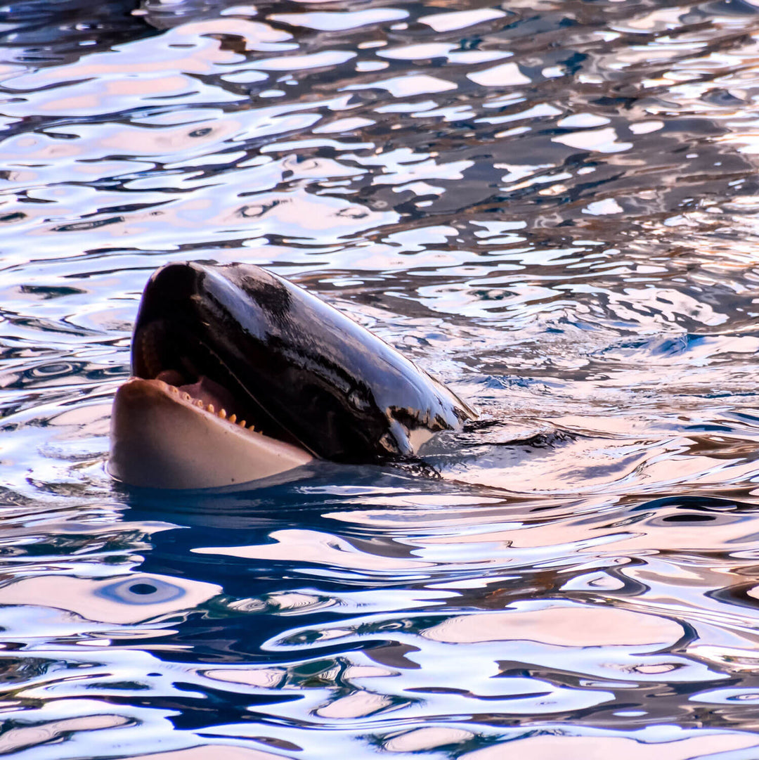 Orca whale partially submerged in water with ripples around it