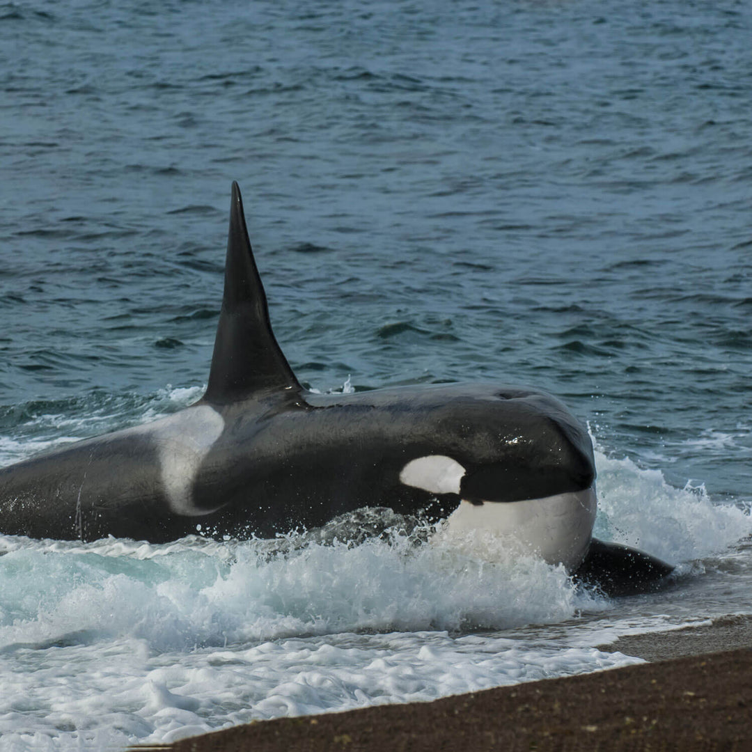 Orca whale emerging from the water near a shoreline