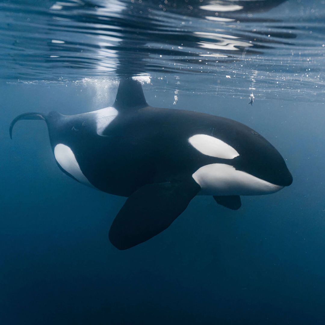 Orca whale swimming underwater with blue water and light reflections.