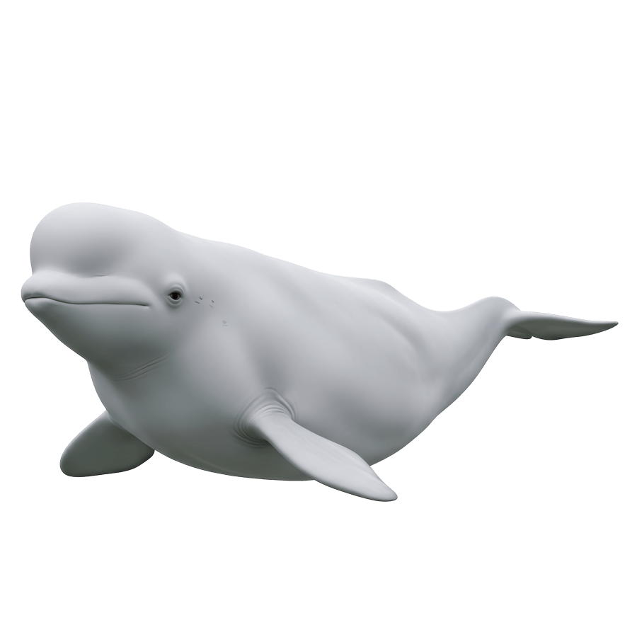 White beluga whale on a transparent background