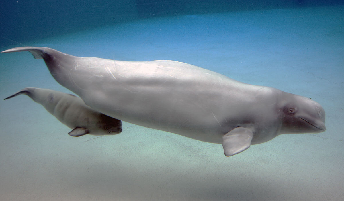Two beluga whales swimming underwater with a clear blue background
