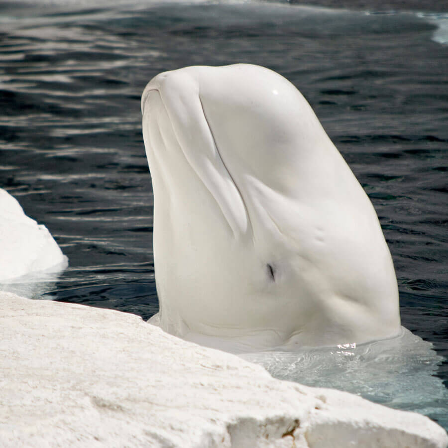 White beluga whale partially submerged in water with ice in the foreground