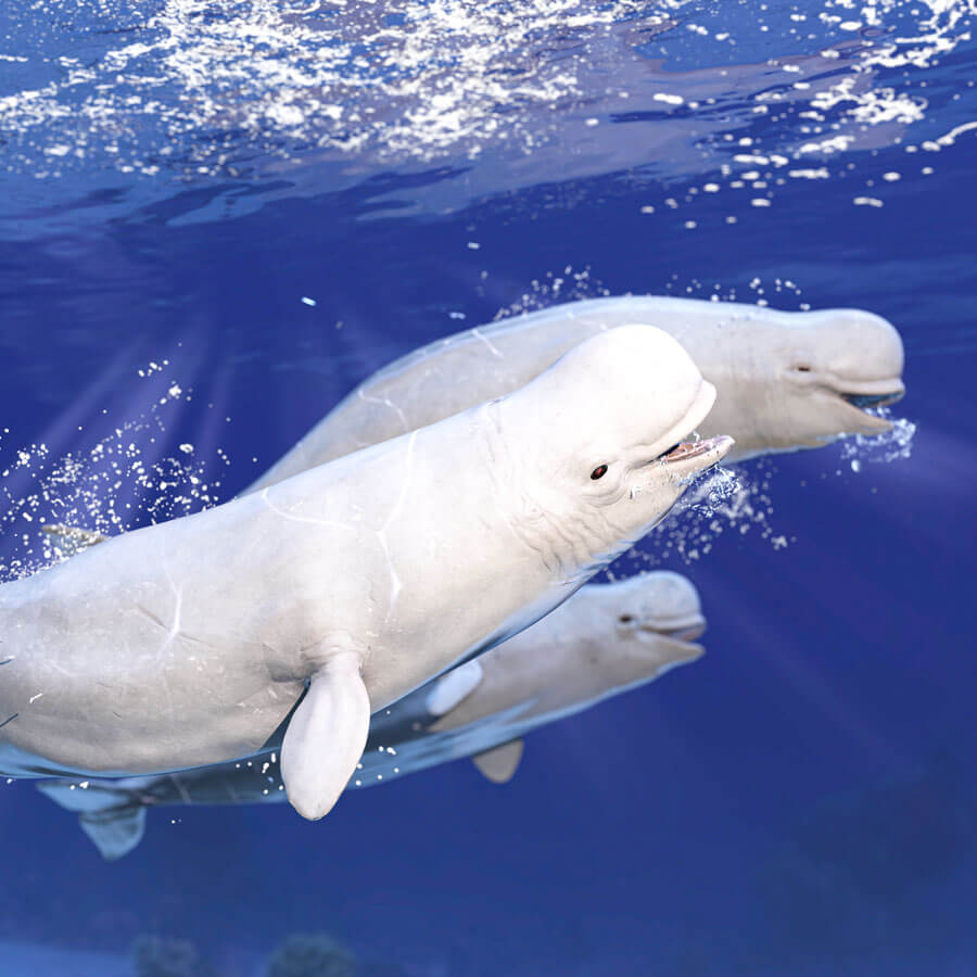 Three beluga whales swimming in clear blue water
