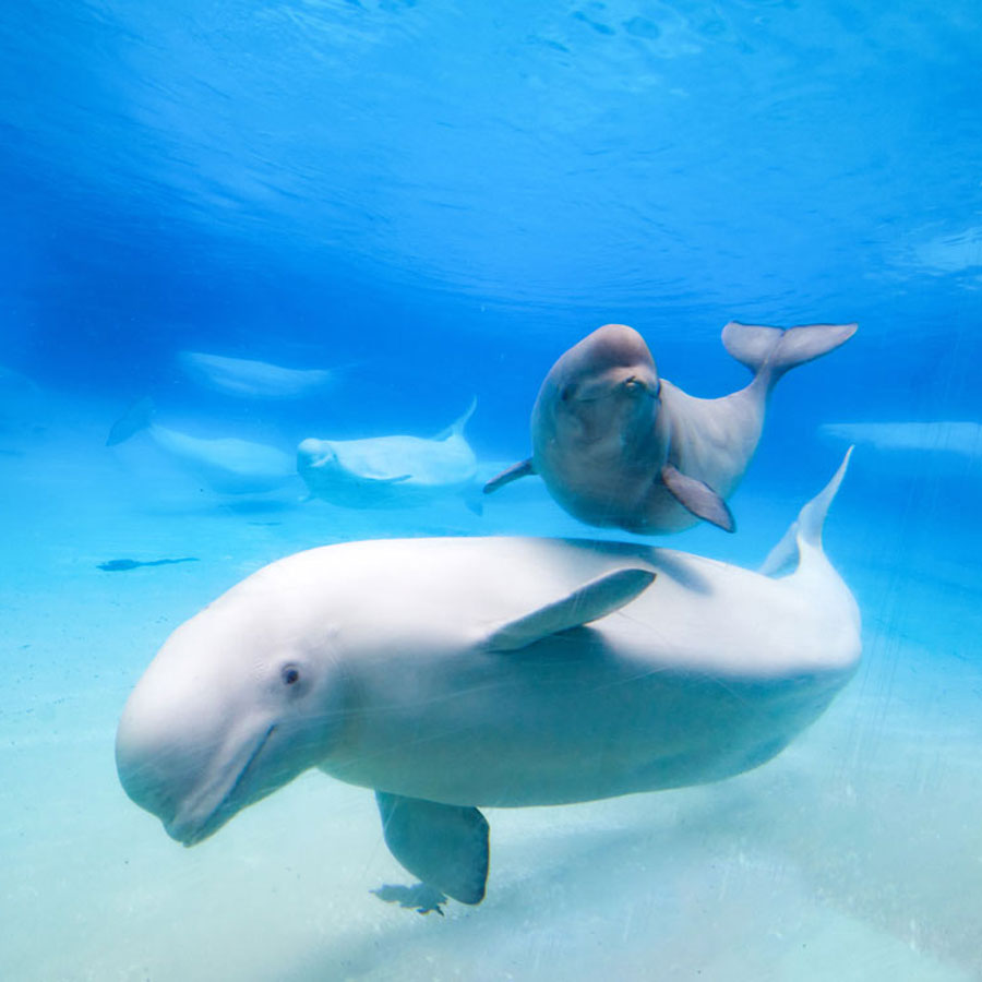 Two belugas swimming underwater in clear blue water