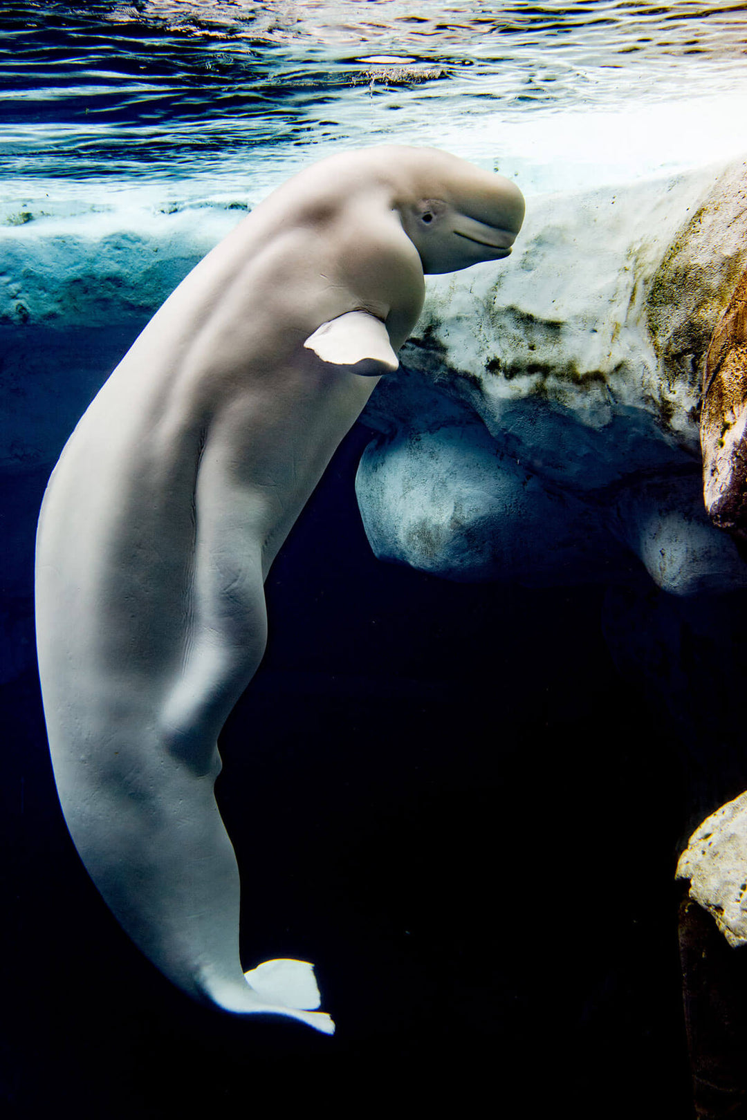 Beluga whale underwater with rocks and water surface