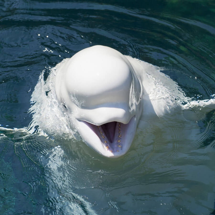 White beluga whale swimming in water with its mouth open