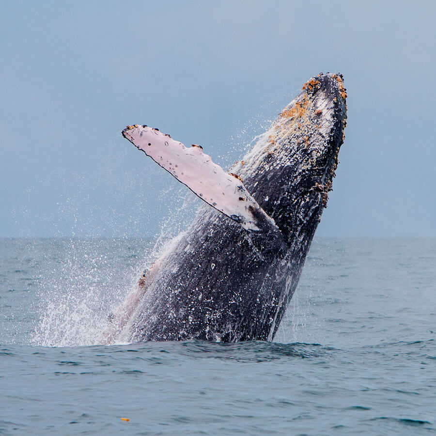 Humpback whale jumping out of the water