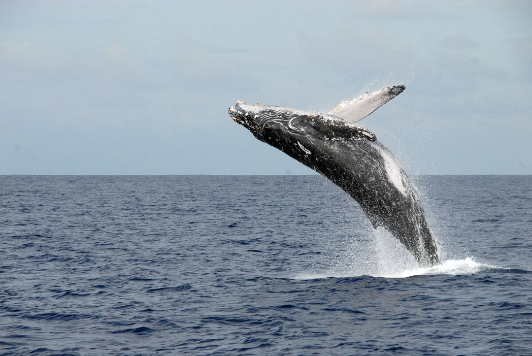 Humpback whale breaching out of the water
