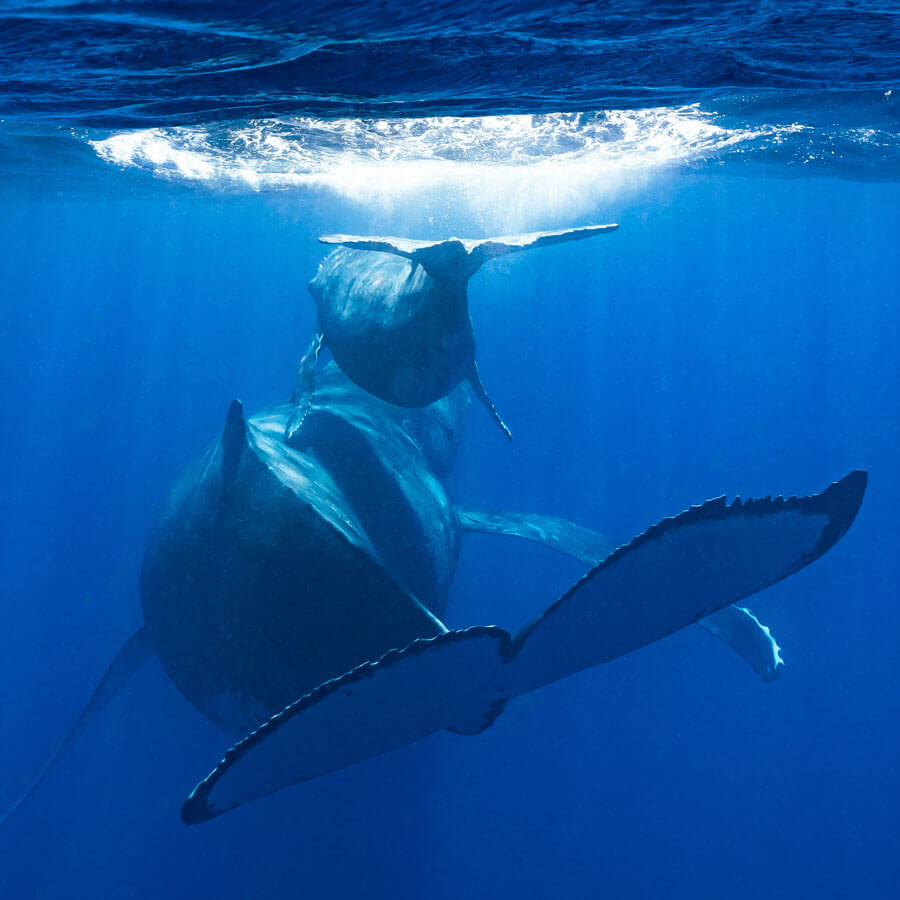 two humpback whales, one of them a young whale, swimming together away from the camera