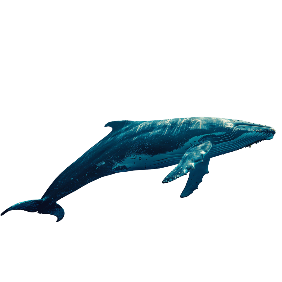 Humpback whale illustration on a transparent background