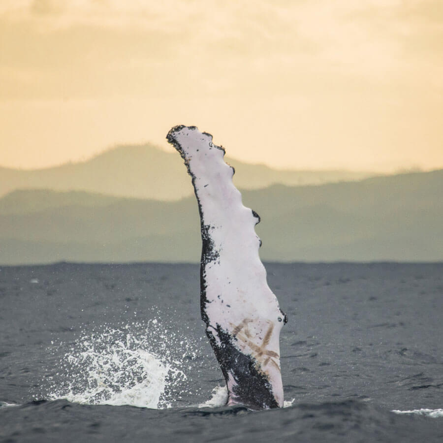 Fin of a humpback whale rising out of the water