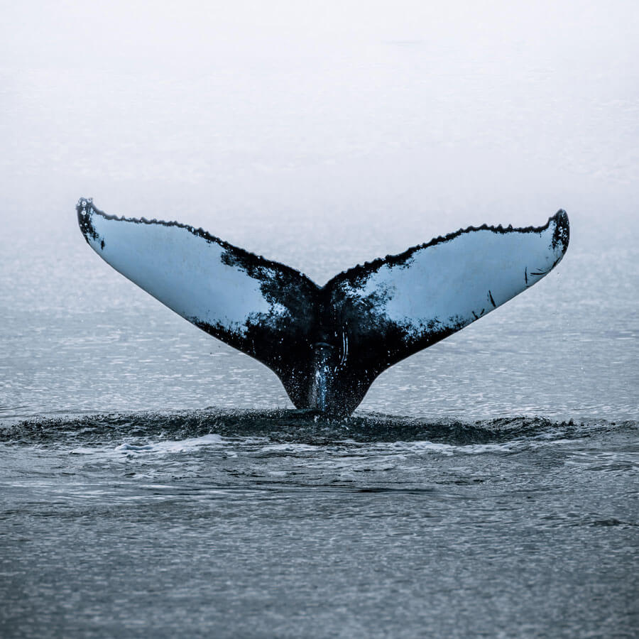 tail of a humpback whale rising out of the water